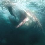 Гигантская акула-убийца против лысины Джейсона Стэйтема на новых кадрах фильма «Мег: Монстр глубины»